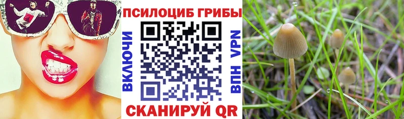 Купить  Оленегорск  Псилоцибиновые грибы GOLDEN TEACHER 